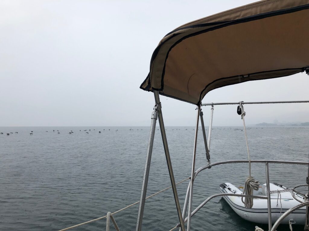ep14 sailing with thousands of birds Toronto Canada